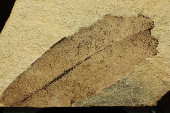 広葉樹ナナカマド(sorbus)の木の葉化石（その5）
