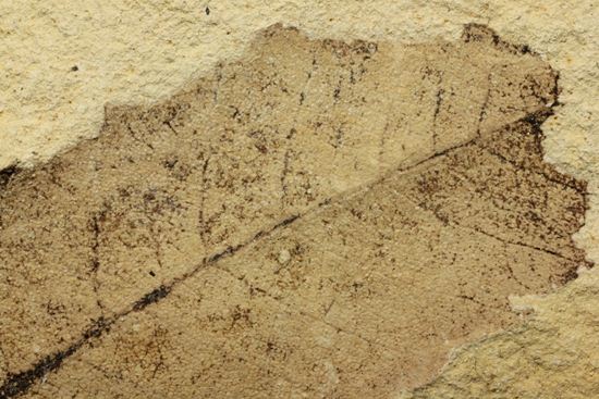 広葉樹ナナカマド(sorbus)の木の葉化石（その6）