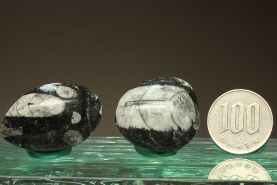 原始オウムガイ！直角石ことオルソセラス化石2個セット（その5）
