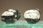 原始オウムガイ！直角石ことオルソセラス化石2個セット