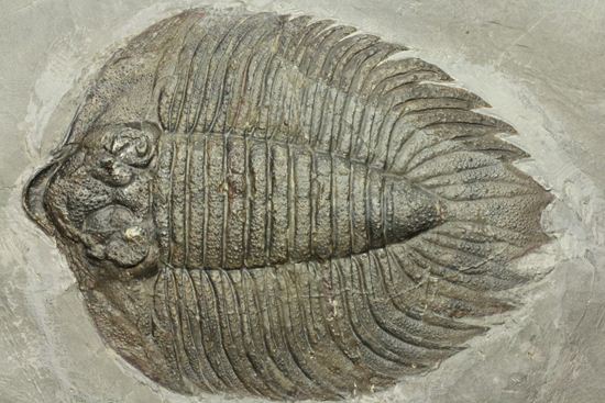 クロフネ来航!! ついに来た!! アークティヌルス・ボルトニ(Arctinurus boltoni)(その1)