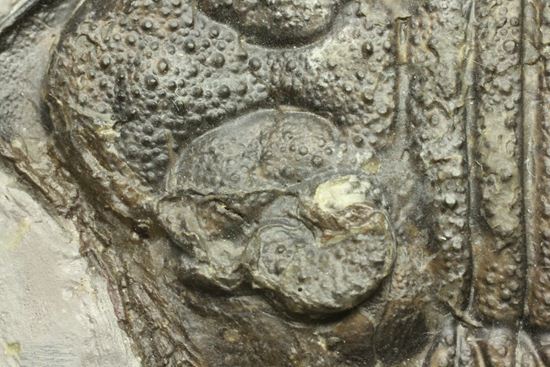 クロフネ来航!! ついに来た!! アークティヌルス・ボルトニ(Arctinurus boltoni)(その10)