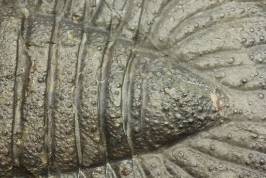 クロフネ来航!! ついに来た!! アークティヌルス・ボルトニ(Arctinurus boltoni)(その13)