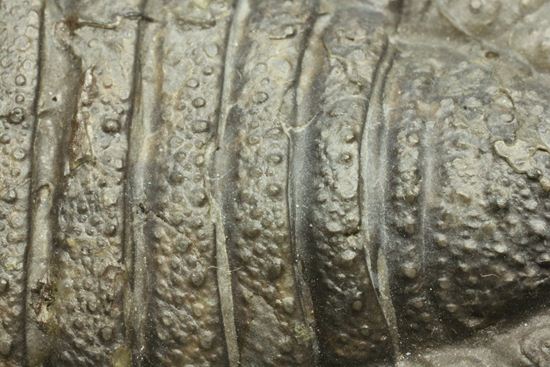 クロフネ来航!! ついに来た!! アークティヌルス・ボルトニ(Arctinurus boltoni)(その14)