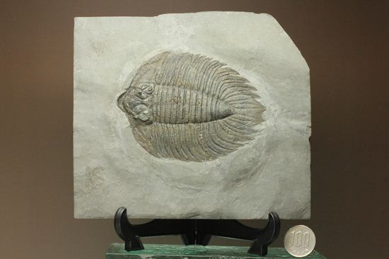 クロフネ来航!! ついに来た!! アークティヌルス・ボルトニ(Arctinurus boltoni)(その16)