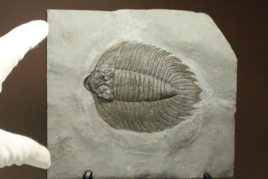 クロフネ来航!! ついに来た!! アークティヌルス・ボルトニ(Arctinurus boltoni)(その17)