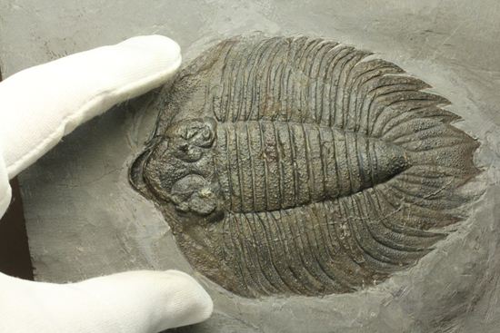 クロフネ来航!! ついに来た!! アークティヌルス・ボルトニ(Arctinurus boltoni)(その18)