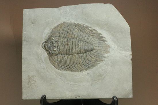 クロフネ来航!! ついに来た!! アークティヌルス・ボルトニ(Arctinurus boltoni)(その2)