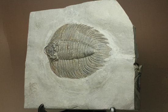 クロフネ来航!! ついに来た!! アークティヌルス・ボルトニ(Arctinurus boltoni)(その20)