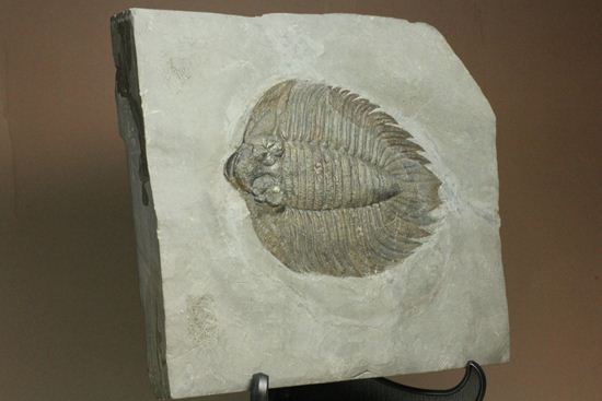 クロフネ来航!! ついに来た!! アークティヌルス・ボルトニ(Arctinurus boltoni)(その3)