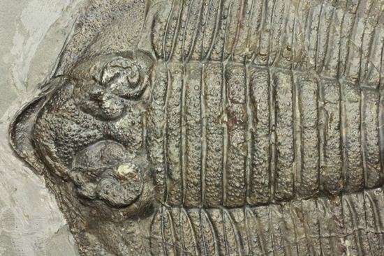 クロフネ来航!! ついに来た!! アークティヌルス・ボルトニ(Arctinurus boltoni)(その4)