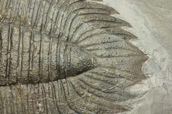 クロフネ来航!! ついに来た!! アークティヌルス・ボルトニ(Arctinurus boltoni)(その6)
