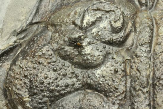 クロフネ来航!! ついに来た!! アークティヌルス・ボルトニ(Arctinurus boltoni)(その9)