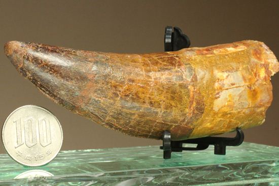 巨大歯のなかの巨大歯。巨大歯コレクターなら絶対にゲットしておきたい！ロングカーブ13.5cmオーバーのカルカロドントサウルスの巨大歯（その10）