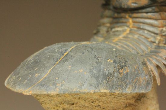 スーパー3Dになっちゃいました!!パラレジュルス(ParaLejurus spatuliformis)(その10)