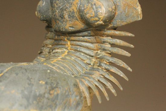 スーパー3Dになっちゃいました!!パラレジュルス(ParaLejurus spatuliformis)(その11)
