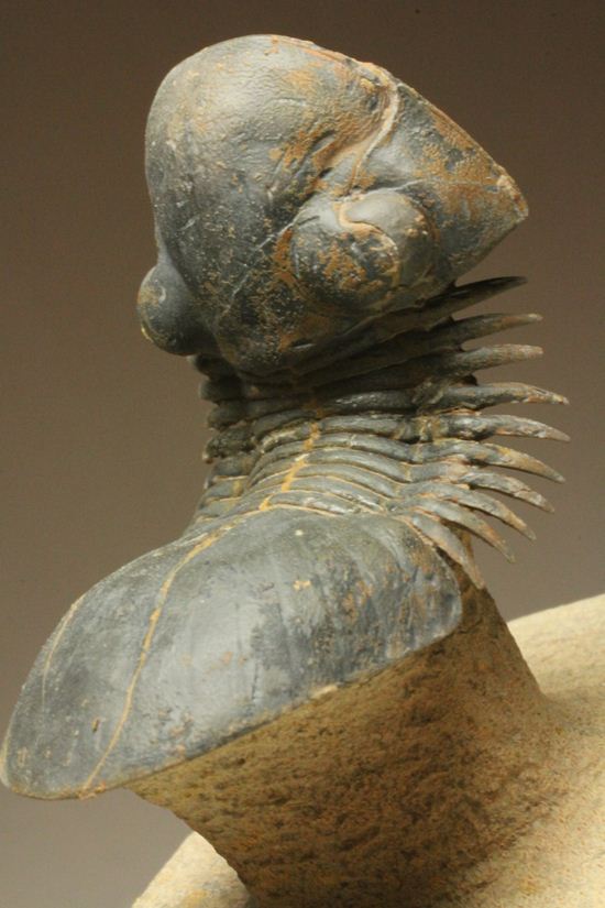 スーパー3Dになっちゃいました!!パラレジュルス(ParaLejurus spatuliformis)(その13)