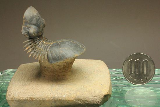 スーパー3Dになっちゃいました!!パラレジュルス(ParaLejurus spatuliformis)(その14)