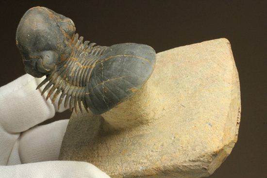 スーパー3Dになっちゃいました!!パラレジュルス(ParaLejurus spatuliformis)(その15)