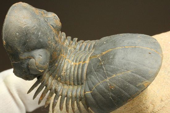 スーパー3Dになっちゃいました!!パラレジュルス(ParaLejurus spatuliformis)(その16)