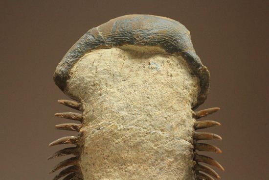 スーパー3Dになっちゃいました!!パラレジュルス(ParaLejurus spatuliformis)(その19)