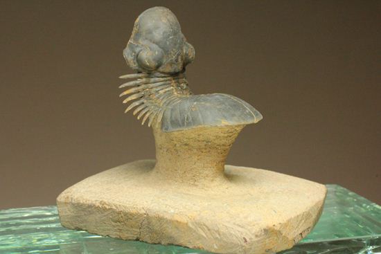 スーパー3Dになっちゃいました!!パラレジュルス(ParaLejurus spatuliformis)(その2)