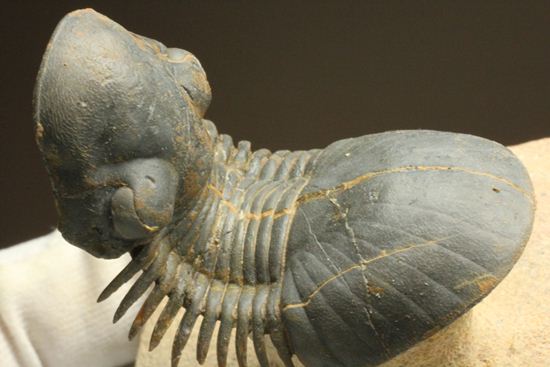 スーパー3Dになっちゃいました!!パラレジュルス(ParaLejurus spatuliformis)(その20)