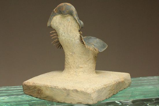 スーパー3Dになっちゃいました!!パラレジュルス(ParaLejurus spatuliformis)(その4)