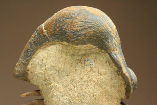 スーパー3Dになっちゃいました!!パラレジュルス(ParaLejurus spatuliformis)(その5)