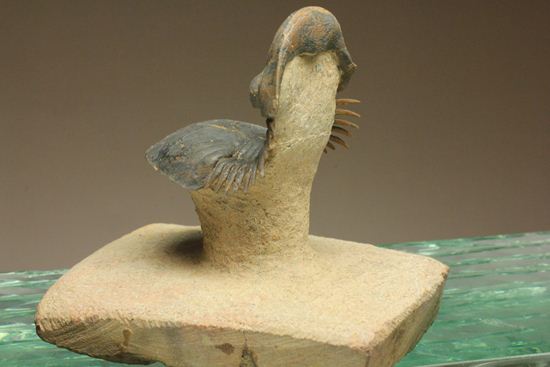 スーパー3Dになっちゃいました!!パラレジュルス(ParaLejurus spatuliformis)(その6)