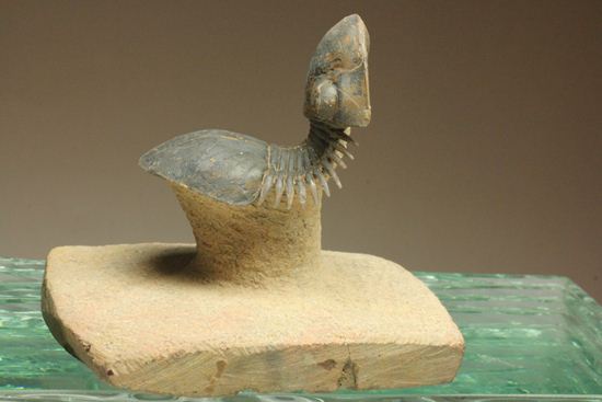 スーパー3Dになっちゃいました!!パラレジュルス(ParaLejurus spatuliformis)(その7)