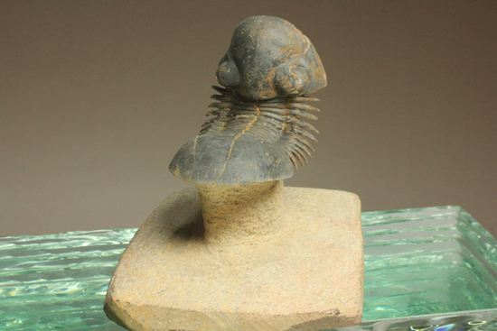 スーパー3Dになっちゃいました!!パラレジュルス(ParaLejurus spatuliformis)(その8)