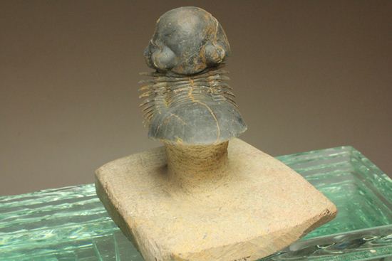 スーパー3Dになっちゃいました!!パラレジュルス(ParaLejurus spatuliformis)(その9)