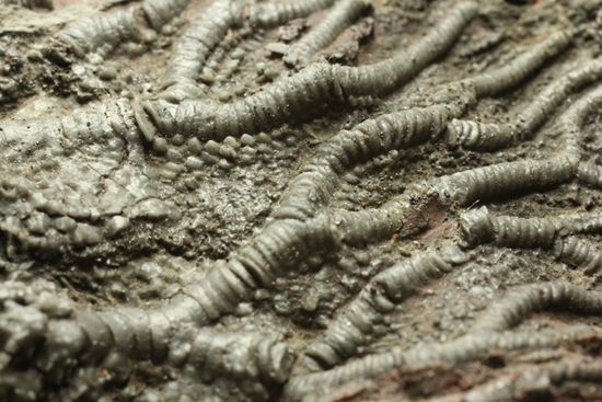 古代の海の流れを感じられる巨大・エレガントなウミユリ（Scyphocrinus elegans）化石標本（その19）