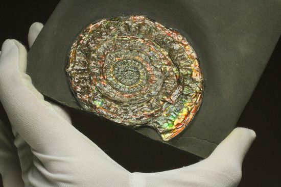 でっかい！直径8cmのイギリス産虹色アンモナイトことカロセラス（その12）