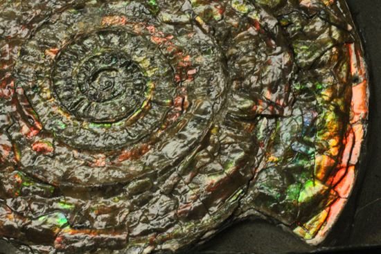 でっかい！直径8cmのイギリス産虹色アンモナイトことカロセラス（その9）