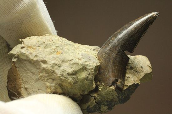 未完の大器。ティラノサウルスの幼体の歯（母岩付き）（その1）