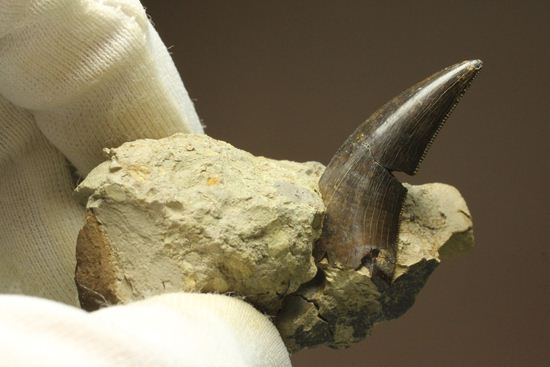 未完の大器。ティラノサウルスの幼体の歯（母岩付き）（その11）