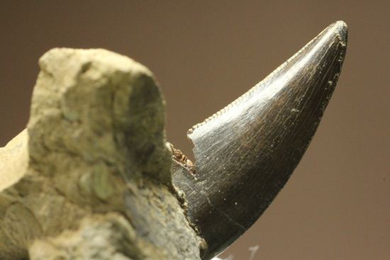 未完の大器。ティラノサウルスの幼体の歯（母岩付き）（その13）