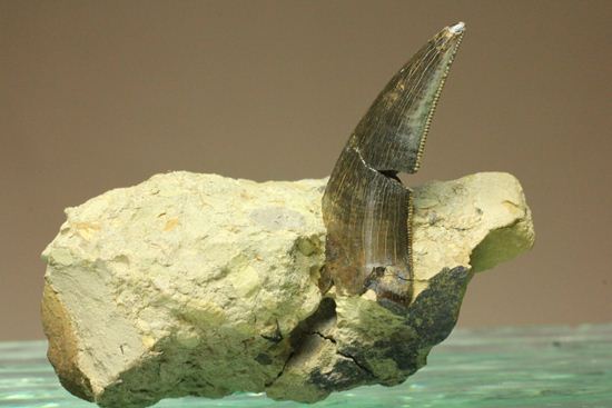 未完の大器。ティラノサウルスの幼体の歯（母岩付き）（その2）