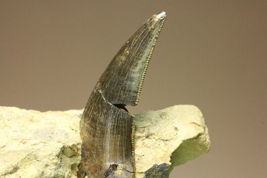 未完の大器。ティラノサウルスの幼体の歯（母岩付き）（その3）