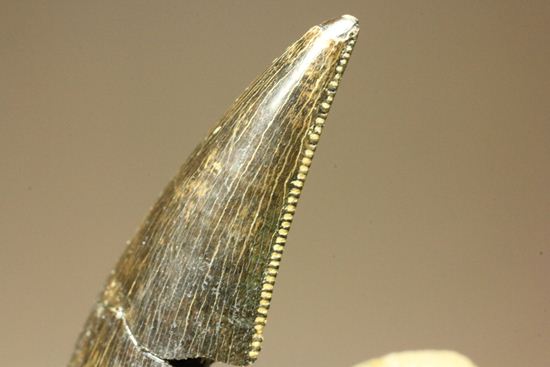 未完の大器。ティラノサウルスの幼体の歯（母岩付き）（その4）