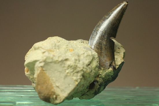 未完の大器。ティラノサウルスの幼体の歯（母岩付き）（その5）