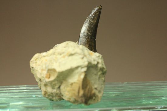 未完の大器。ティラノサウルスの幼体の歯（母岩付き）（その6）