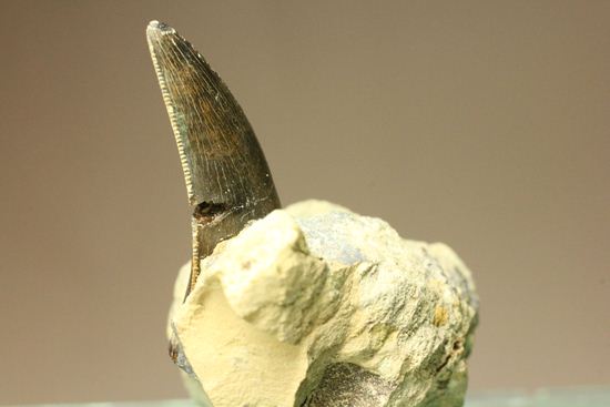 未完の大器。ティラノサウルスの幼体の歯（母岩付き）（その8）