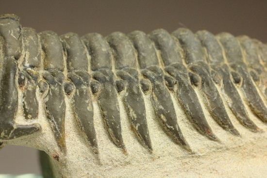古代の芋虫こと、クロタロセファルス・ギブス（Crotalocephalus gibbus） 三葉虫 販売