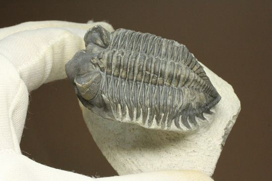 コルトラネイア・オウファネンシス（Coltraneia oufatenensis）（その16）