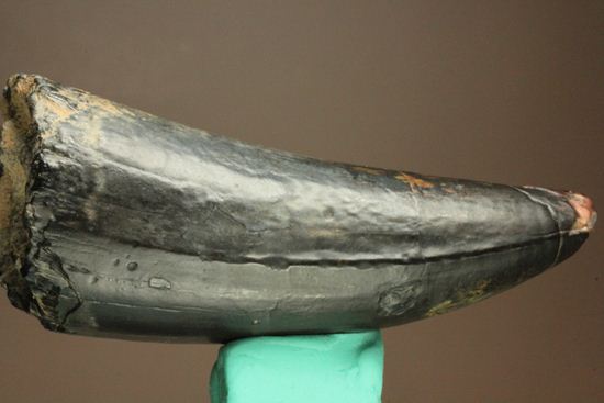 最大級65mmのサルコスクスの美歯 希少なニジェール産!!! 恐竜も恐れた史上最大のワニ(その1)