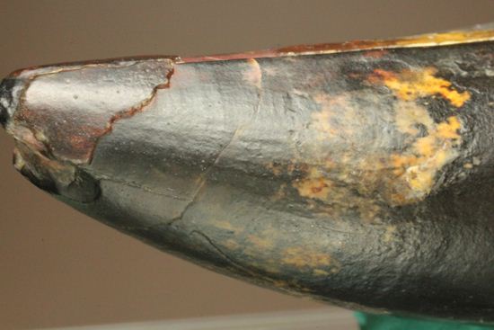 最大級65mmのサルコスクスの美歯 希少なニジェール産!!! 恐竜も恐れた史上最大のワニ(その10)