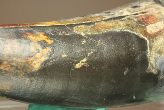 最大級65mmのサルコスクスの美歯 希少なニジェール産!!! 恐竜も恐れた史上最大のワニ(その11)